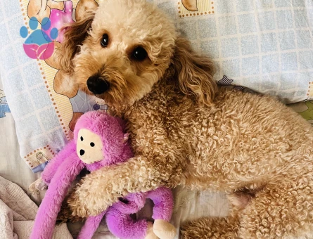 Mersin dişi taliplerimizi bekliyoruz