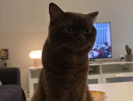 10 Aylık British Shorthair Kedime Eş Arıyorum - 118979564