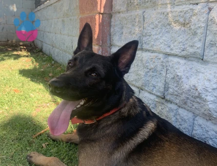 Marinois 2 yaşında oglumuza eş arıyoruz