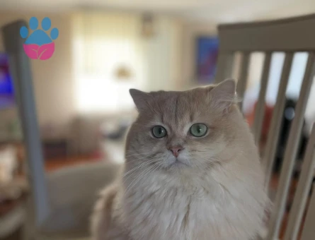 British Longhair oğlumuza eş arıyoruz