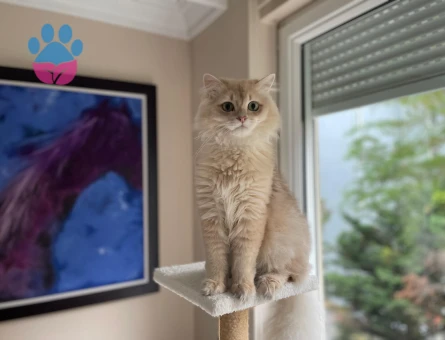 British Longhair oğlumuza eş arıyoruz
