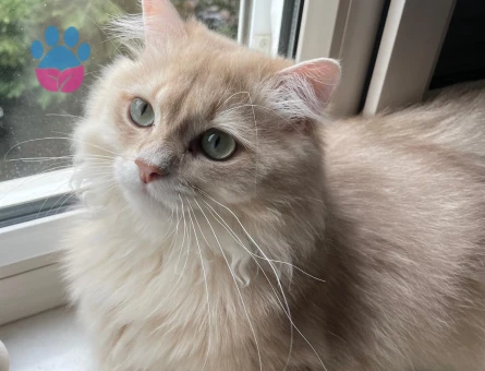 British Longhair oğlumuza eş arıyoruz