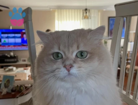British Longhair oğlumuza eş arıyoruz