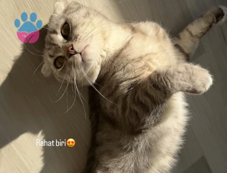 Scottish fold Dişi Kızgınlıkta - 118985006