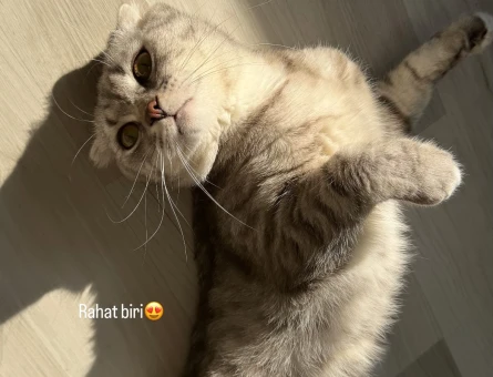 Scottish fold Dişi Kızgınlıkta - 118985006