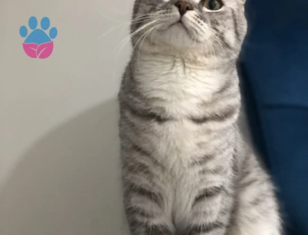 Scottish fold Dişi Kızgınlıkta - Görsel 3