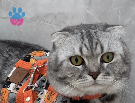 Scottish fold Dişi Kızgınlıkta - Görsel 4