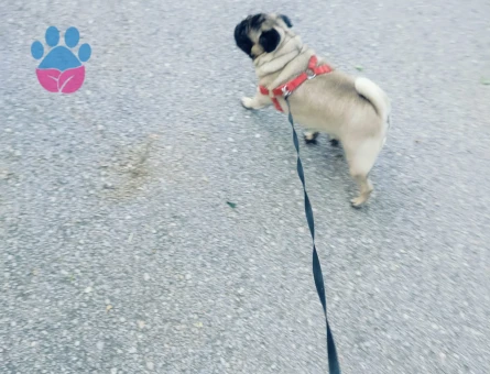 Pug Oğlumuza Dişi Arıyoruz - Görsel 3