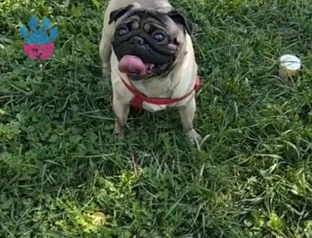 Pug Oğlumuza Dişi Arıyoruz - 118985010