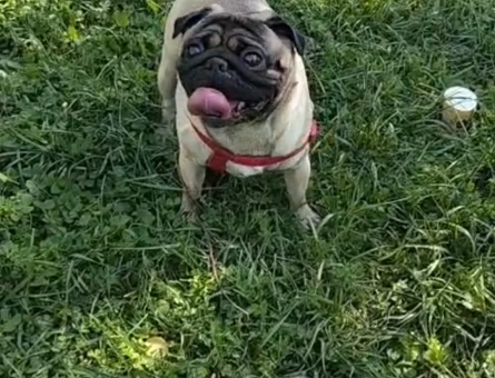 Pug Oğlumuza Dişi Arıyoruz - 118985010
