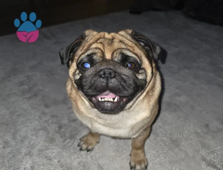 4 Yaşında Pug Eş Arıyor - 118985013
