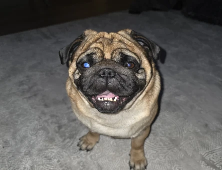 4 Yaşında Pug Eş Arıyor - 118985013