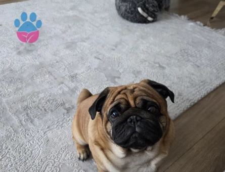 4 Yaşında Pug Eş Arıyor - Görsel 3
