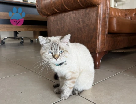 British Shorthair Eş Arıyor - Görsel 3