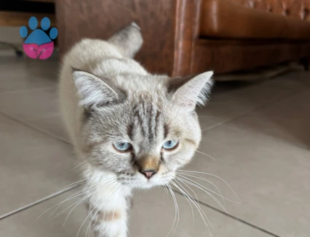 British Shorthair Eş Arıyor - 118985015