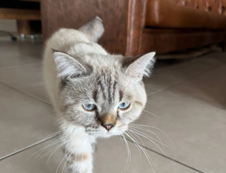 British Shorthair Eş Arıyor - 118985015