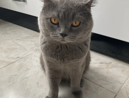British Shorthair 2 Yaşında Eş Arıyor - 118971999