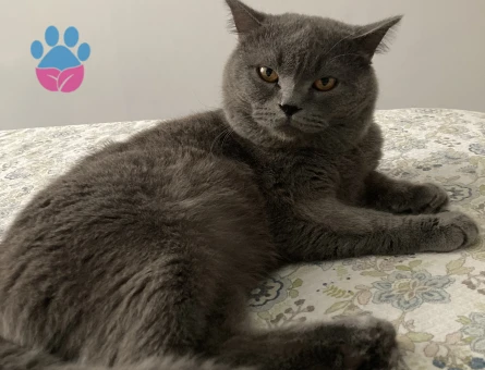 British Shorthair 2 Yaşında Eş Arıyor