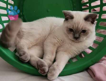 Oğlum Bademe Eş Arıyorum :)