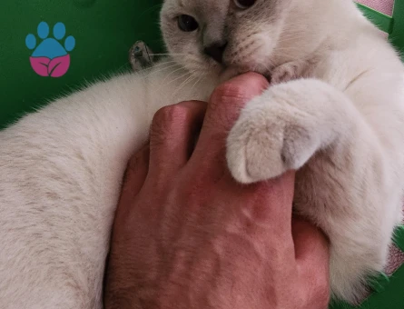 Oğlum Bademe Eş Arıyorum :)