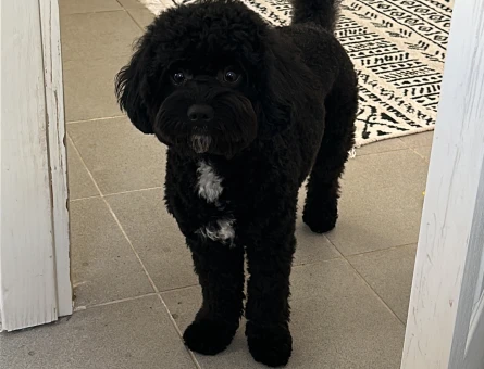 Toypoodle 2 Yaşındaki Oğluma Eş Arıyorum - 118972025