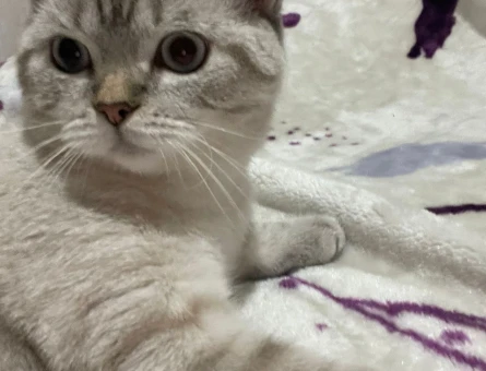 British shorthair oğlumuza eş arıyoruz - 118972015