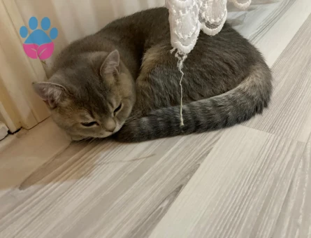 British Shorthair Erkek kedim için eş arıyorum