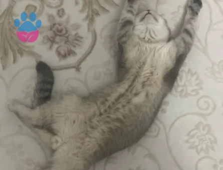 British Shorthair Erkek kedim için eş arıyorum