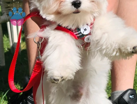 Maltese terrier