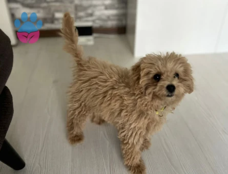 Toy Poodle Köpeğime Eş Arıyorum