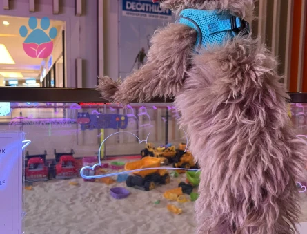 Toy Poodle Köpeğime Eş Arıyorum