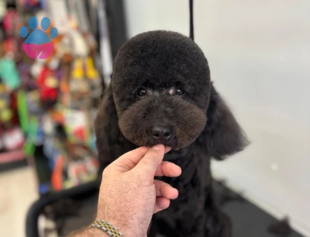 Max İçin Çapkınlık Zamanı