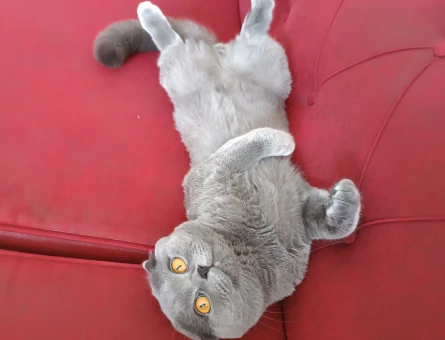 Erkek kızgın kedi - 118979974