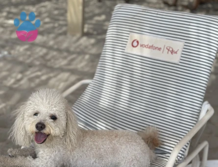 FOX  yakışıklı oğlumuza bir gelin arıyoruz