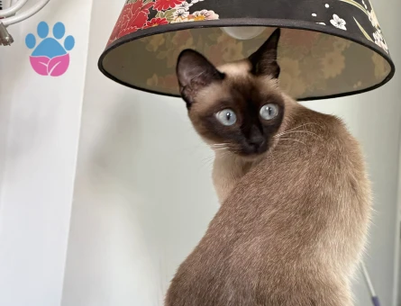 1.5 Yaşında Dişi Siyam Kedimize Eş Arıyoruz