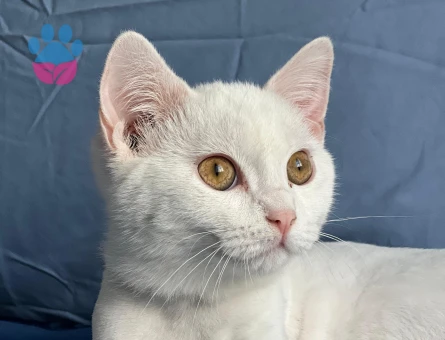 kedimize es arıyoruz