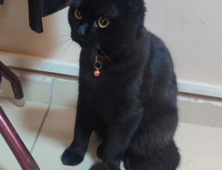 Bastet - 118972443