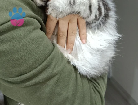 British longhair oğluma eş arıyorum