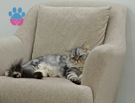 British longhair oğluma eş arıyorum