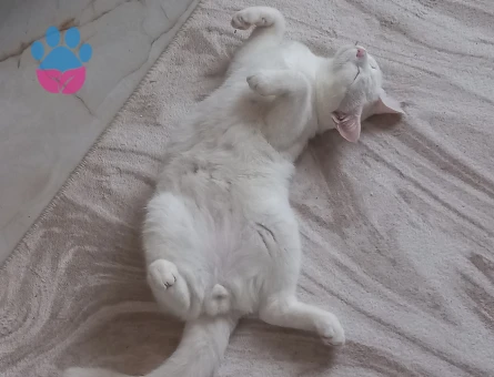 DİŞİ EŞ ARİYORUM