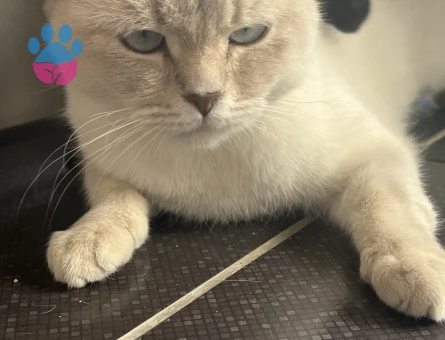 Prensesime eş arıyorum