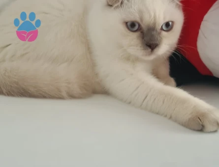 Bade icin damat ariyoruz