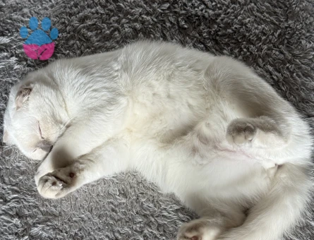 Bade icin damat ariyoruz