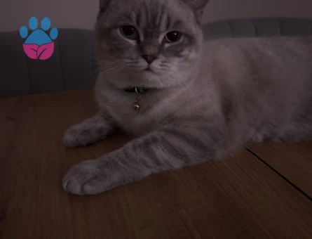 Pablo kendine prenses arıyor