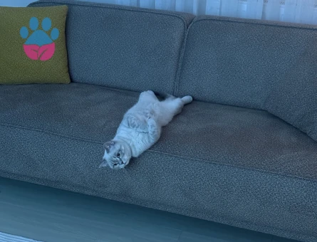 Pablo kendine prenses arıyor