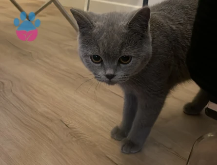 british shorthair eş arıyorum
