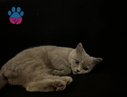 british shorthair eş arıyorum