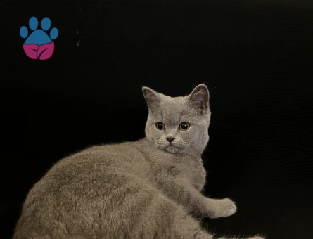 british shorthair eş arıyorum