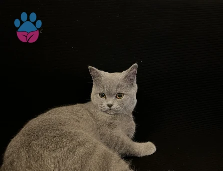british shorthair eş arıyorum