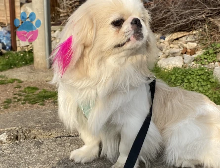 Oğluma dişi arıyorum